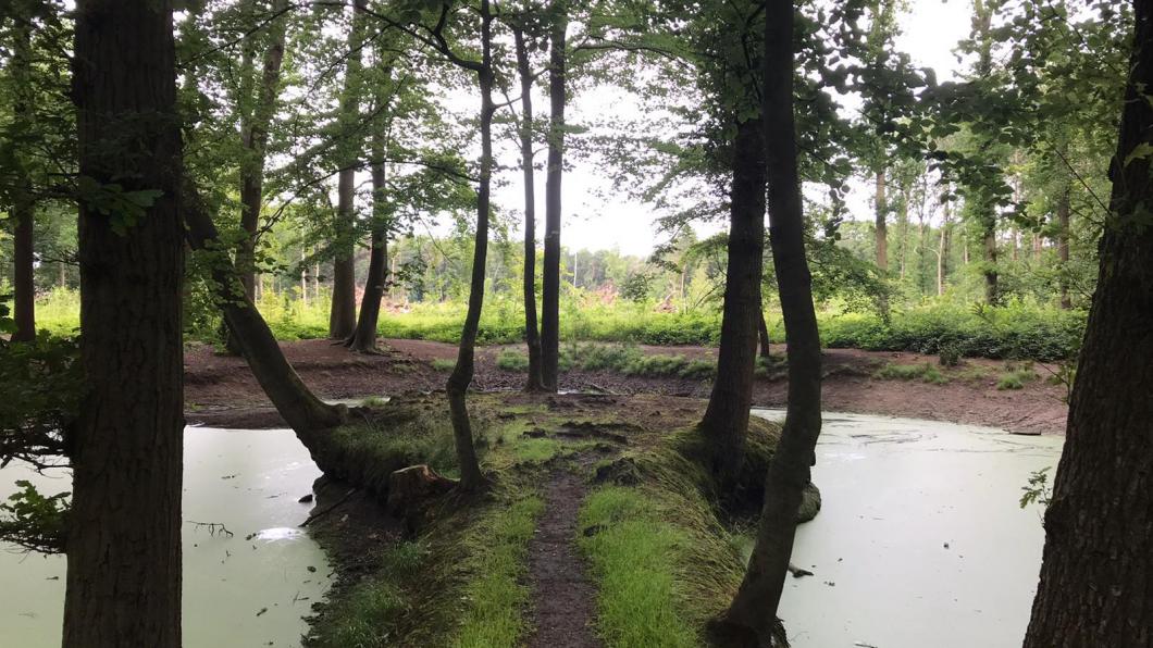 Ulvenhoutse bos