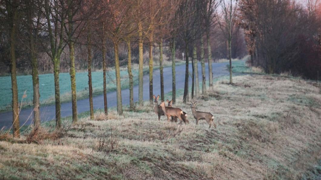 Herten