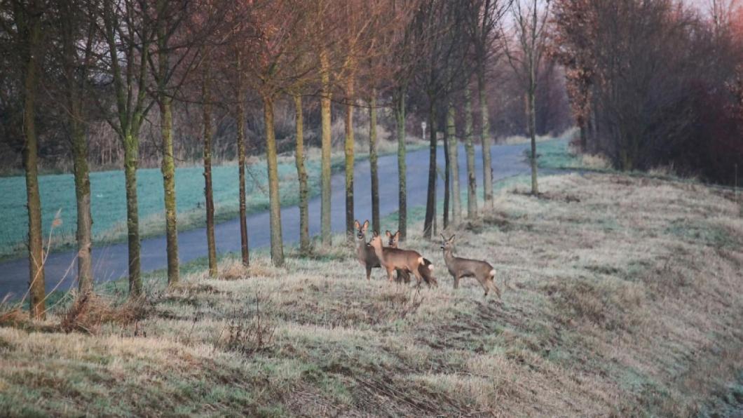 herten steken over
