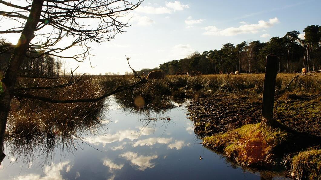 Kampina