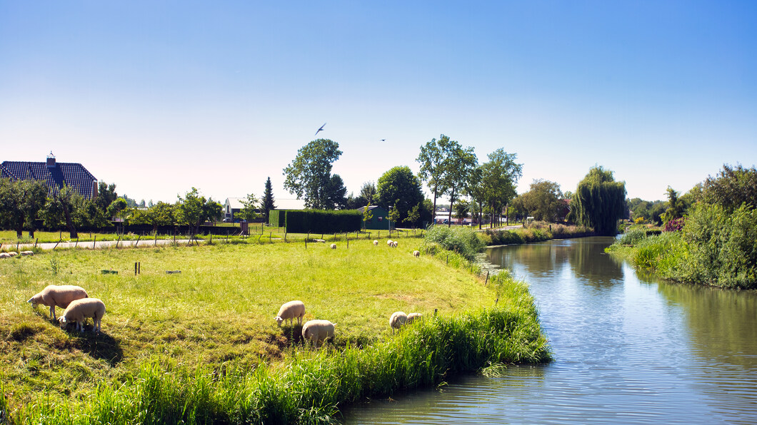 buitengebied met schapen