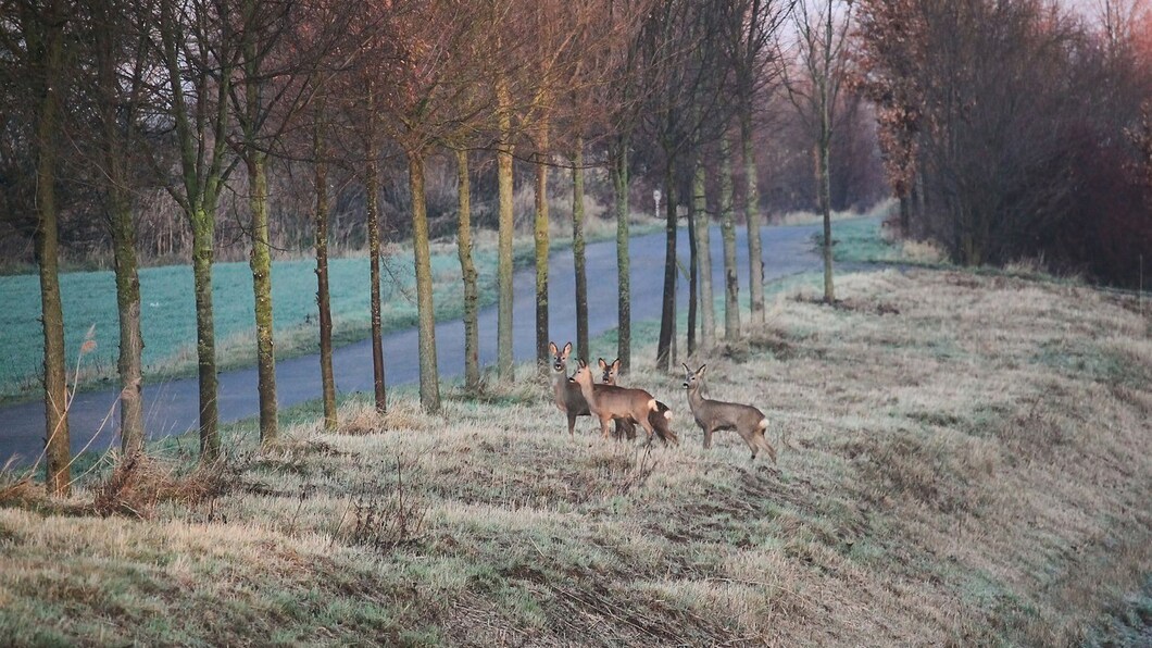 Overstekende dieren