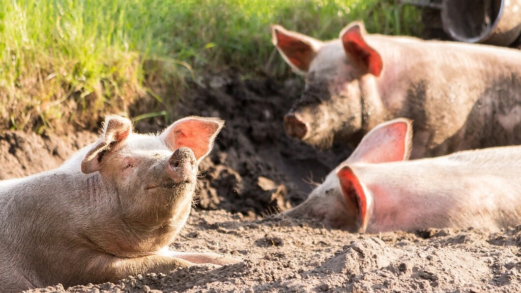 Varkens in de modder
