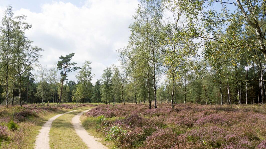 Natuur-bloemen-wandelen