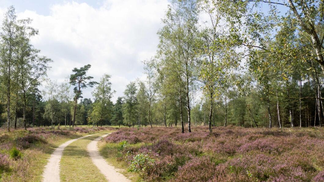 natuur-heide-berk