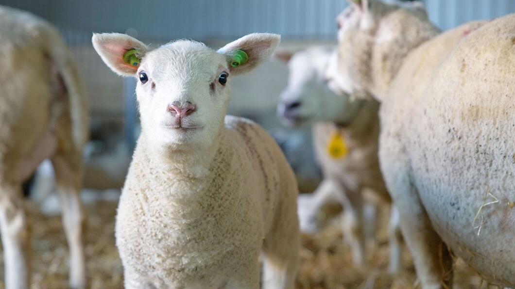 Schapen op een boerderij. Het centrale schaap kijkt recht in de camera