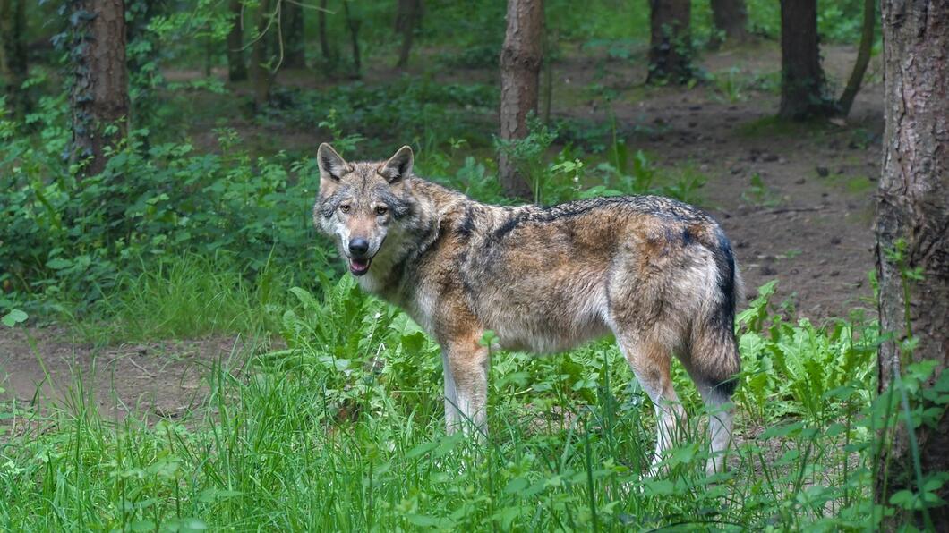 wolf