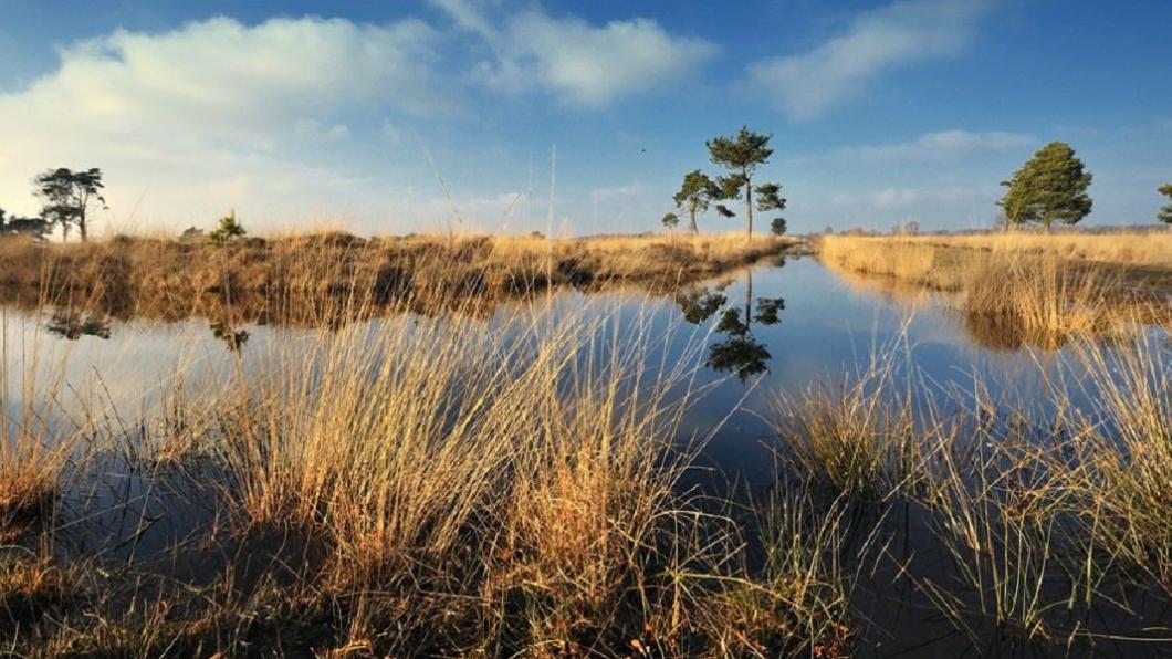 Groote Peel.jpg