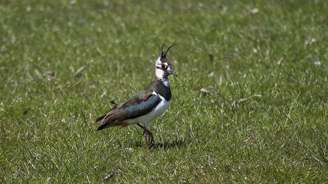 foto: Ted van den Bergh vogeltje.jpg