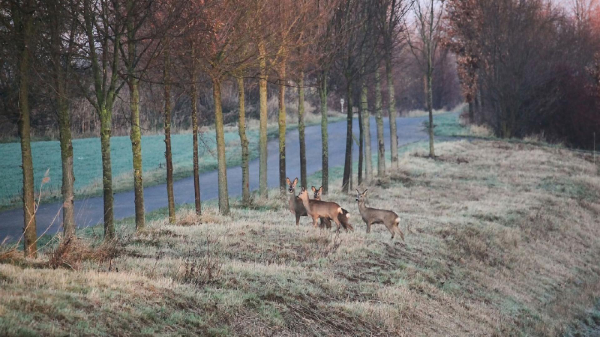 Herten