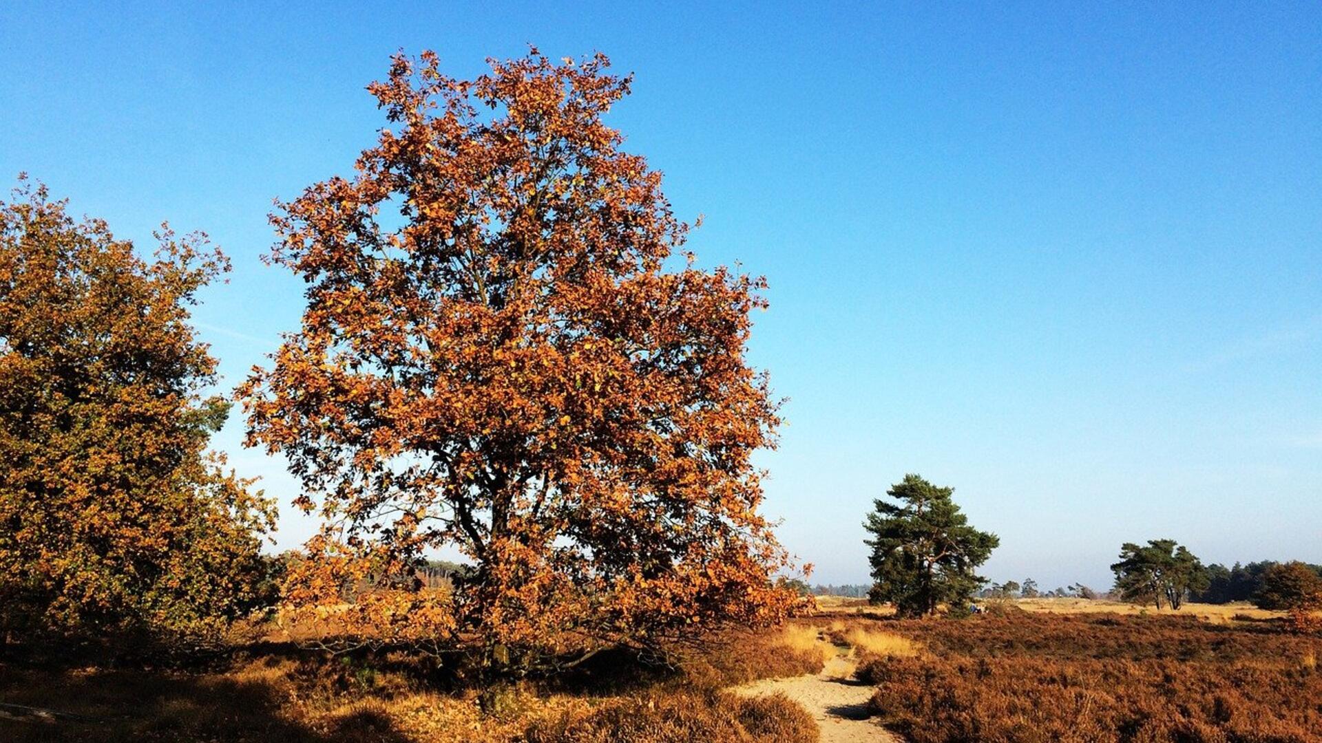 Loonse en Drunense duinen