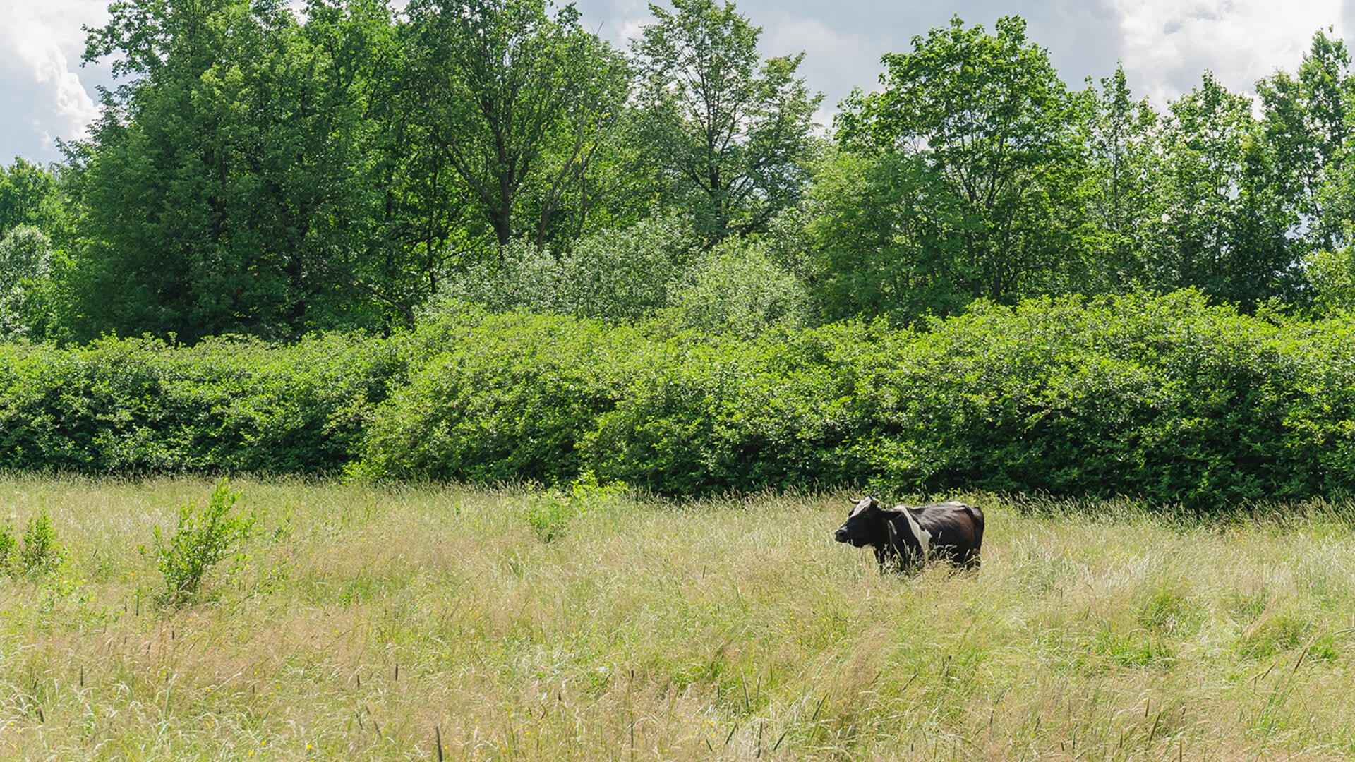 koe in weiland met bomen