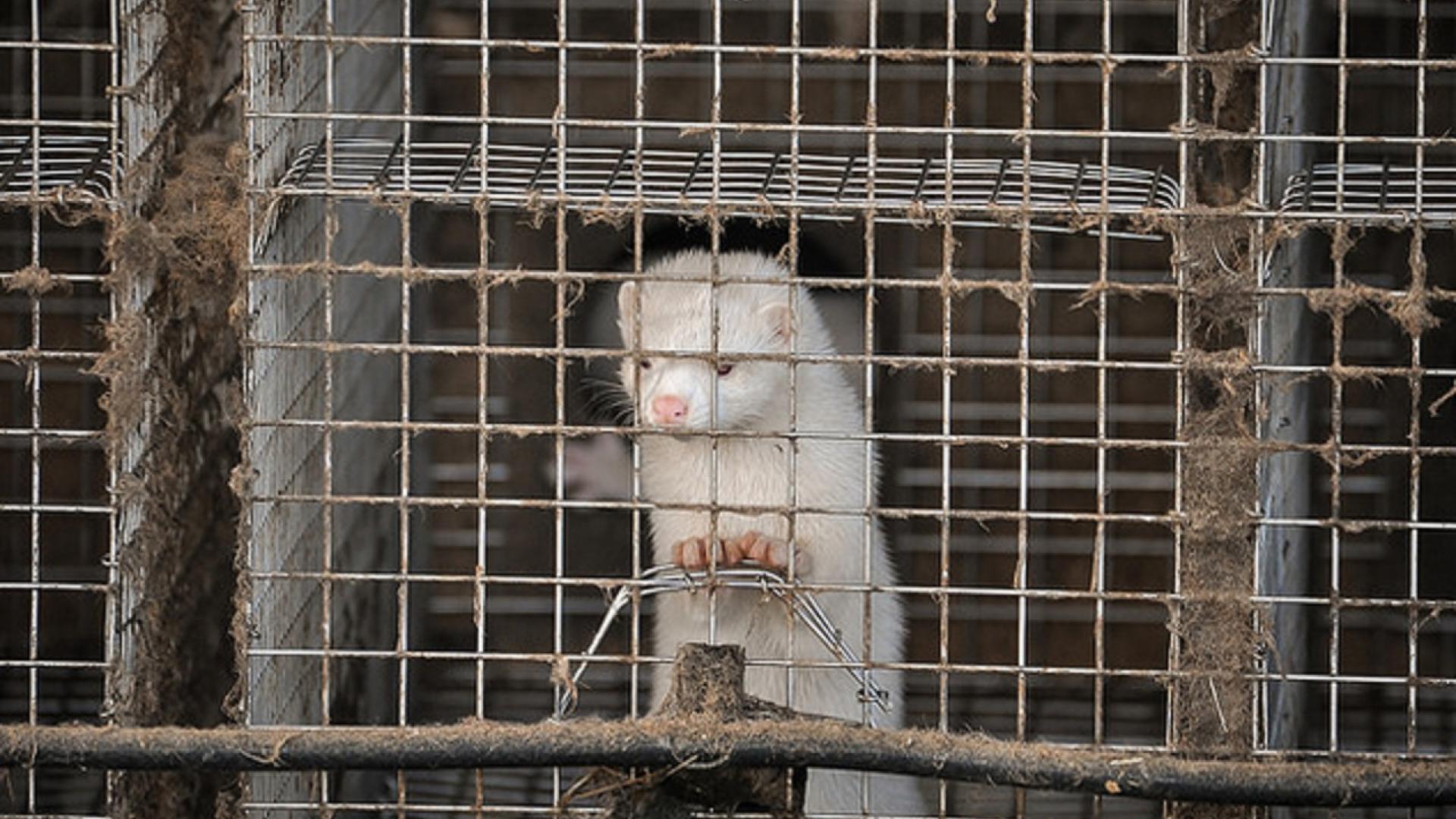 nertsenfokkerij 2 - foto Animal Rights.jpg