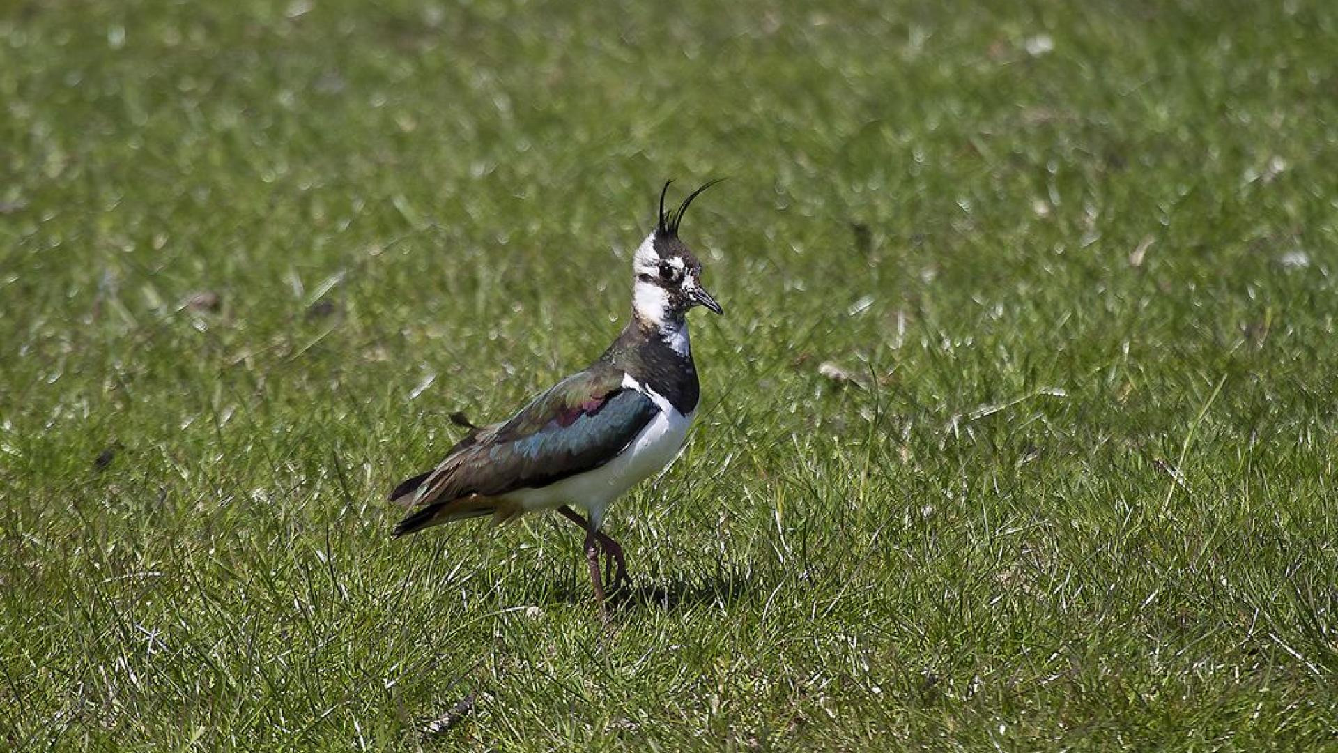vogeltje.jpg