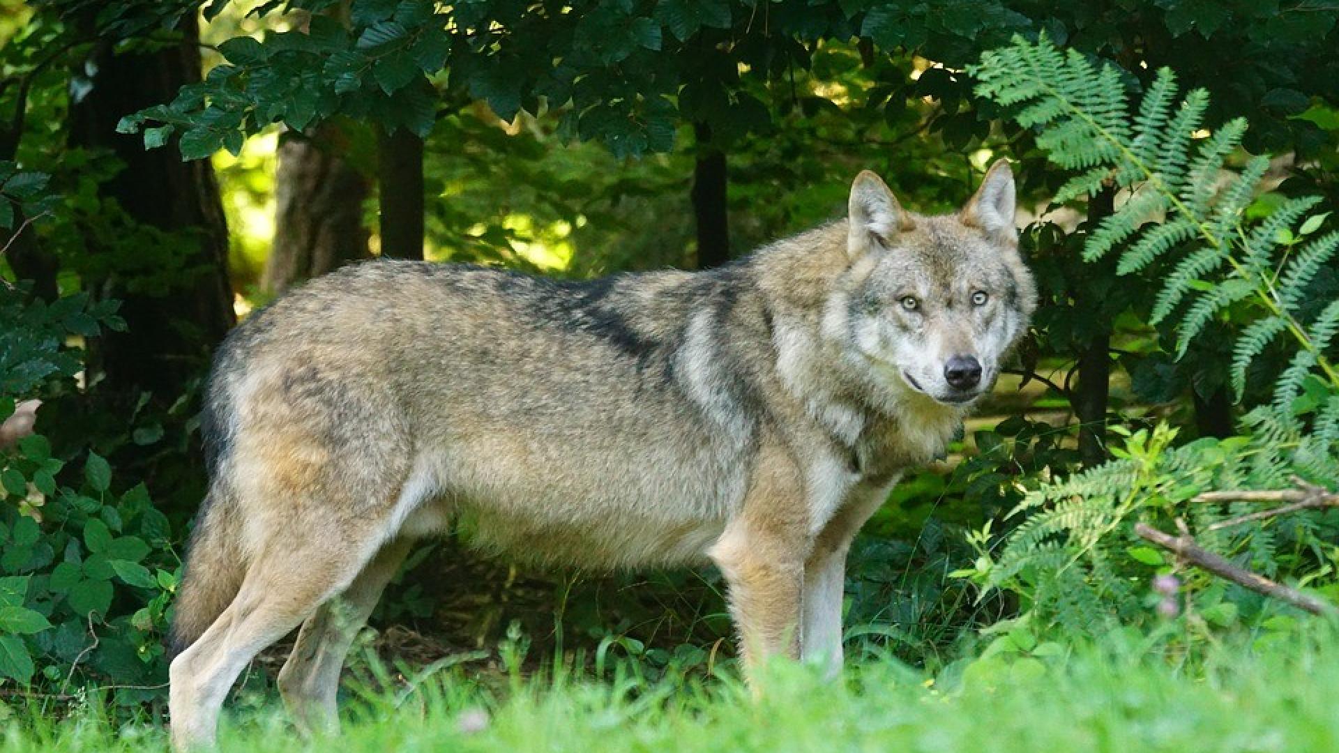 wolf.jpg